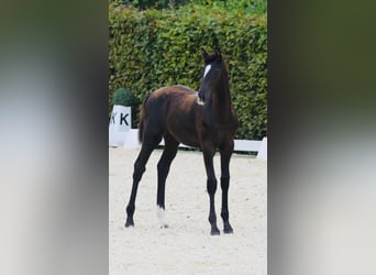 Cheval de sport allemand, Jument, 14 Ans, 178 cm, Alezan