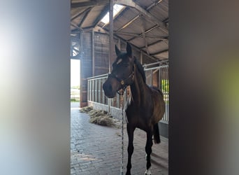 Cheval de sport allemand, Jument, 15 Ans, 162 cm, Bai