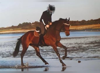 Cheval de sport allemand, Jument, 15 Ans, 165 cm, Bai