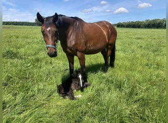 Cheval de sport allemand, Jument, 15 Ans, 168 cm, Bai