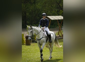 Cheval de sport allemand, Jument, 15 Ans, 168 cm, Gris moucheté