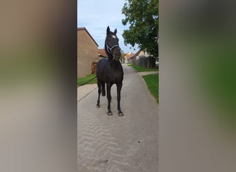 Cheval de sport allemand, Jument, 15 Ans, 171 cm, Bai brun