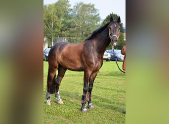 Cheval de sport allemand, Jument, 15 Ans, 172 cm, Bai