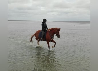 Cheval de sport allemand, Jument, 16 Ans, 164 cm, Alezan