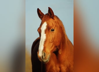 Cheval de sport allemand, Jument, 16 Ans, 164 cm, Alezan