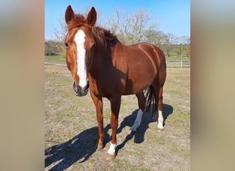 Cheval de sport allemand, Jument, 16 Ans, 164 cm, Alezan