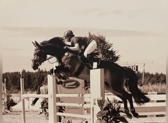 Cheval de sport allemand, Jument, 16 Ans, 165 cm, Bai brun foncé