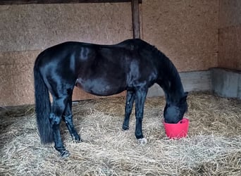 Cheval de sport allemand, Jument, 16 Ans, 165 cm, Noir