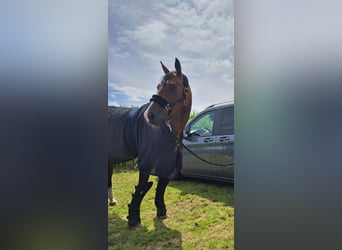 Cheval de sport allemand, Jument, 16 Ans, 166 cm, Bai