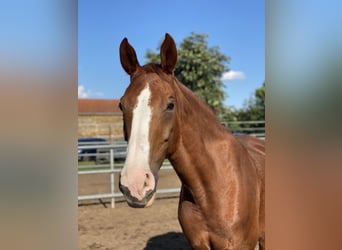 Cheval de sport allemand, Jument, 16 Ans, 167 cm, Alezan