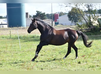 Cheval de sport allemand, Jument, 16 Ans, 168 cm, Bai brun