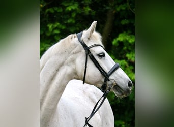 Cheval de sport allemand, Jument, 16 Ans, 170 cm, Gris moucheté