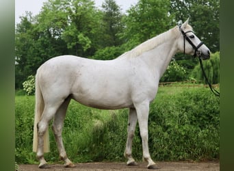 Cheval de sport allemand, Jument, 16 Ans, 170 cm, Gris moucheté