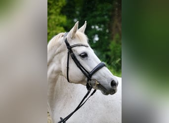 Cheval de sport allemand, Jument, 16 Ans, 170 cm, Gris moucheté