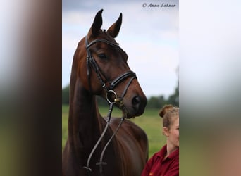 Cheval de sport allemand, Jument, 17 Ans, 161 cm, Bai brun