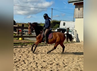 Cheval de sport allemand, Jument, 17 Ans, 167 cm, Bai
