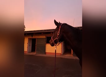 Cheval de sport allemand, Jument, 17 Ans, 168 cm, Bai brun