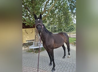 Cheval de sport allemand, Jument, 17 Ans, 168 cm, Bai brun