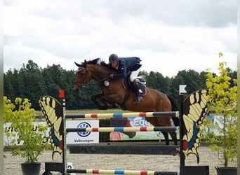 Cheval de sport allemand, Jument, 17 Ans, 169 cm, Bai brun