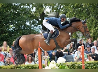 Cheval de sport allemand, Jument, 17 Ans, 169 cm, Bai brun