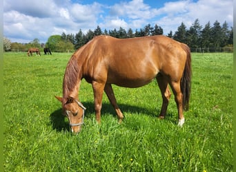 Cheval de sport allemand, Jument, 18 Ans, 165 cm, Alezan