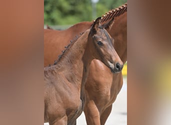 Cheval de sport allemand, Jument, 18 Ans, 165 cm, Alezan