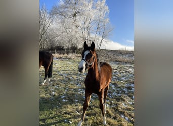 Cheval de sport allemand, Jument, 19 Ans, 164 cm, Bai brun