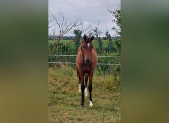 Cheval de sport allemand, Jument, 1 Année, 167 cm, Bai