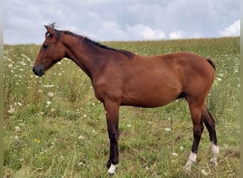 Cheval de sport allemand, Jument, 1 Année, 167 cm, Bai