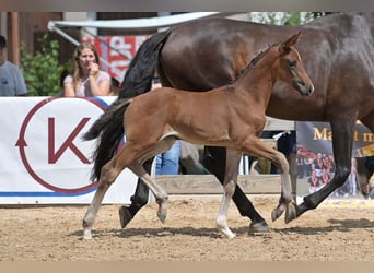 Cheval de sport allemand, Jument, 1 Année, 169 cm, Bai brun