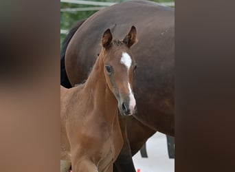 Cheval de sport allemand, Jument, 1 Année, 169 cm, Bai brun