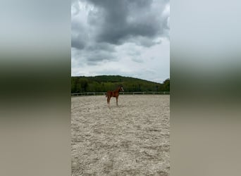 Cheval de sport allemand, Jument, 1 Année, 170 cm, Alezan