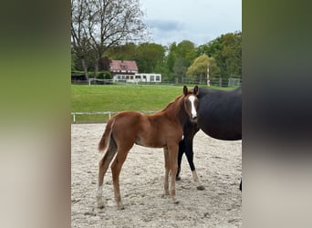 Cheval de sport allemand, Jument, 1 Année, 170 cm, Alezan