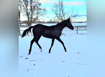 Cheval de sport allemand, Jument, 1 Année, 170 cm, Noir