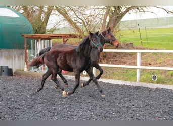 Cheval de sport allemand, Jument, 1 Année, 170 cm, Noir