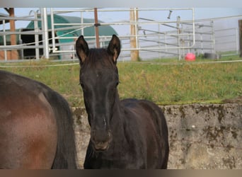 Cheval de sport allemand, Jument, 1 Année, 170 cm, Noir