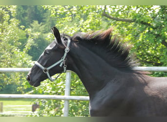 Cheval de sport allemand, Jument, 1 Année, 172 cm, Noir