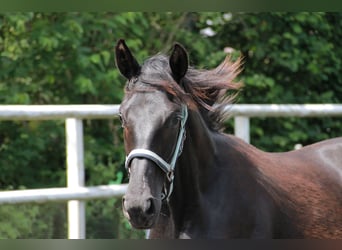 Cheval de sport allemand, Jument, 1 Année, 172 cm, Noir