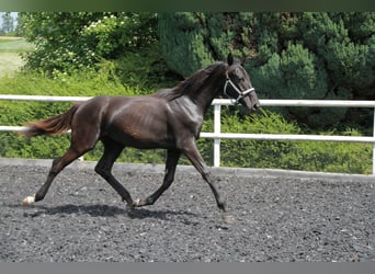 Cheval de sport allemand, Jument, 1 Année, 172 cm, Noir