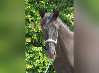 Cheval de sport allemand, Jument, 1 Année, 172 cm, Noir