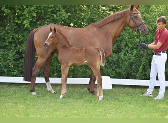 Cheval de sport allemand, Jument, 1 Année, Alezan brûlé