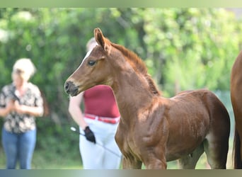 Cheval de sport allemand, Jument, 1 Année, Alezan brûlé