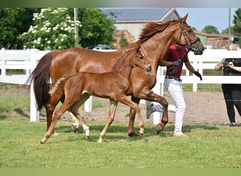 Cheval de sport allemand, Jument, 1 Année, Alezan brûlé