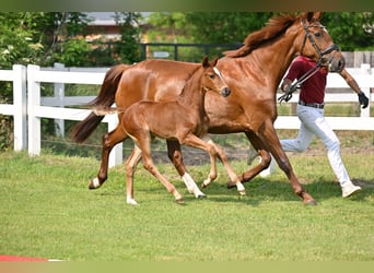 Cheval de sport allemand, Jument, 1 Année, Alezan brûlé