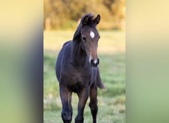 Cheval de sport allemand, Jument, 1 Année, Bai brun