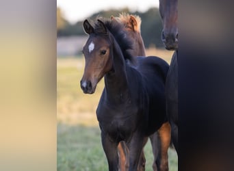 Cheval de sport allemand, Jument, 1 Année, Bai brun