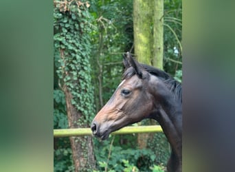 Cheval de sport allemand, Jument, 1 Année, Bai brun
