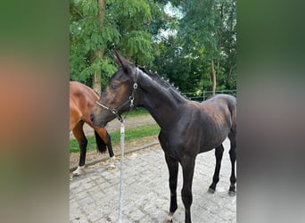 Cheval de sport allemand, Jument, 1 Année, Bai brun foncé