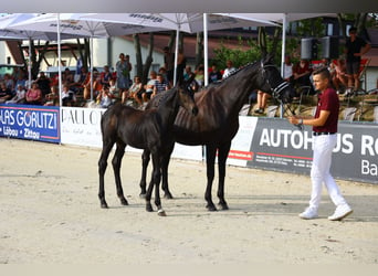 Cheval de sport allemand, Jument, 1 Année, Bai brun foncé