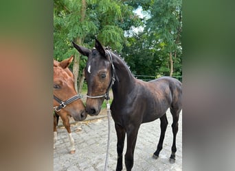 Cheval de sport allemand, Jument, 1 Année, Bai brun foncé